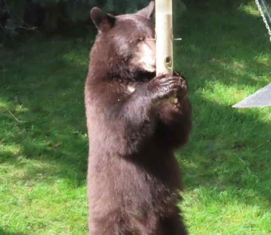Bears spotted in southwest Calgary neighbourhoods (Police) Bears spotted in southwest Calgary neighbourhoods (Police)