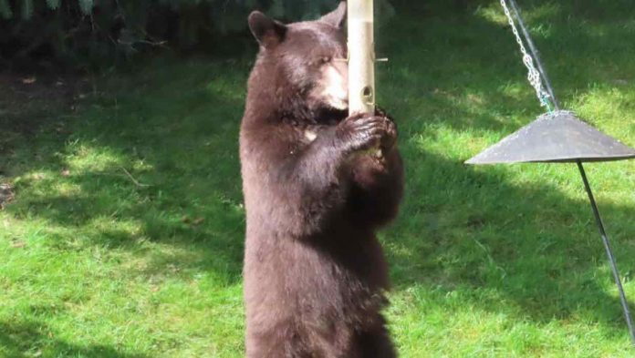 Bears spotted in southwest Calgary neighbourhoods (Police)
