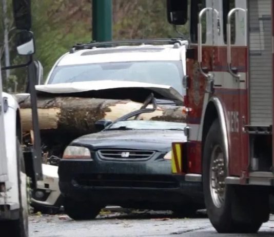 Driver dead after falling tree crushes convertible in South Vancouver One dead after tree falls on moving car in South Vancouver