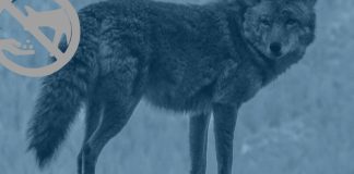 Third coyote identified in recent resident attacks ‘eliminated’ Third coyote identified in recent resident attacks ‘eliminated’
