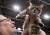 Cat genome research brings good news for quality of life