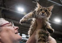 Cat genome research brings good news for quality of life