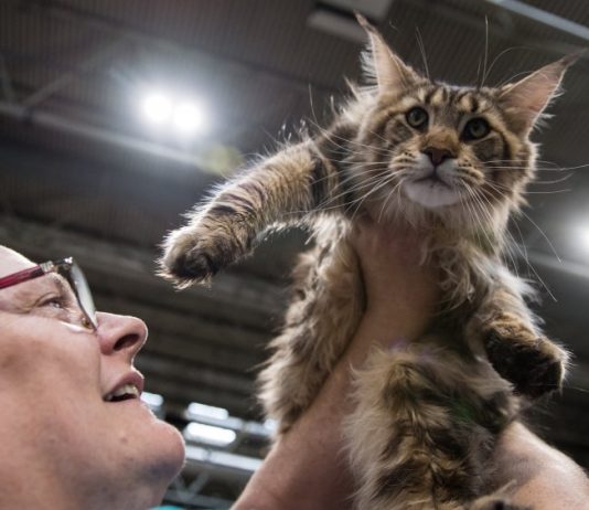 Cat genome research brings good news for quality of life Cat genome research brings good news for quality of life