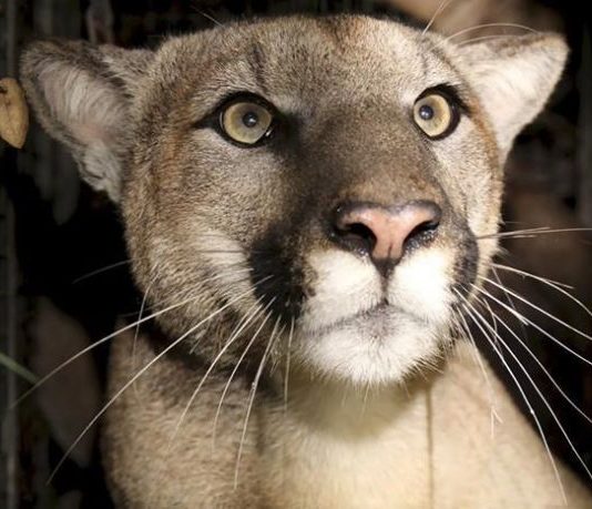 Woman’s Courageous Battle Against a Rampaging Cougar on the Sunshine Coast Woman's Courageous Battle Against a Rampaging Cougar on the Sunshine Coast