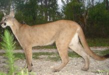 Much loved and respected Clay County veterinarian returns Much loved and respected Clay County veterinarian returns