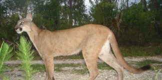 Much loved and respected Clay County veterinarian returns Much loved and respected Clay County veterinarian returns