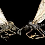 Ant Queens Playing Genetic Puppeteer Ant Queens Playing Genetic Puppeteer