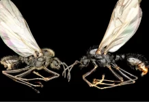 Ant Queens Playing Genetic Puppeteer Ant Queens Playing Genetic Puppeteer