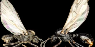 Ant Queens Playing Genetic Puppeteer Ant Queens Playing Genetic Puppeteer