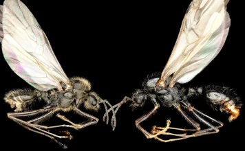 Ant Queens Playing Genetic Puppeteer Ant Queens Playing Genetic Puppeteer