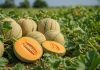 Morocco Climbs into Global Top 15 as Melon Industry Gains Momentum Morocco Climbs into Global Top 15 as Melon Industry Gains Momentum